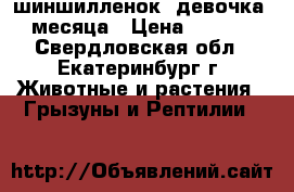 шиншилленок, девочка 2 месяца › Цена ­ 1 500 - Свердловская обл., Екатеринбург г. Животные и растения » Грызуны и Рептилии   